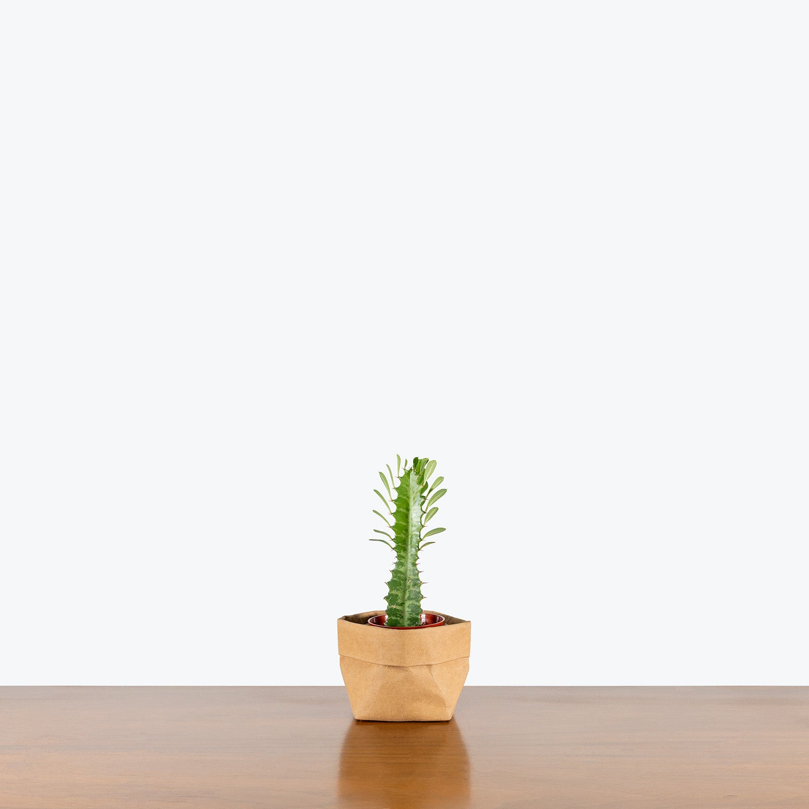 Euphorbia Trigona | Care Guide and Pro Tips - Delivery from Toronto across Canada - JOMO Studio