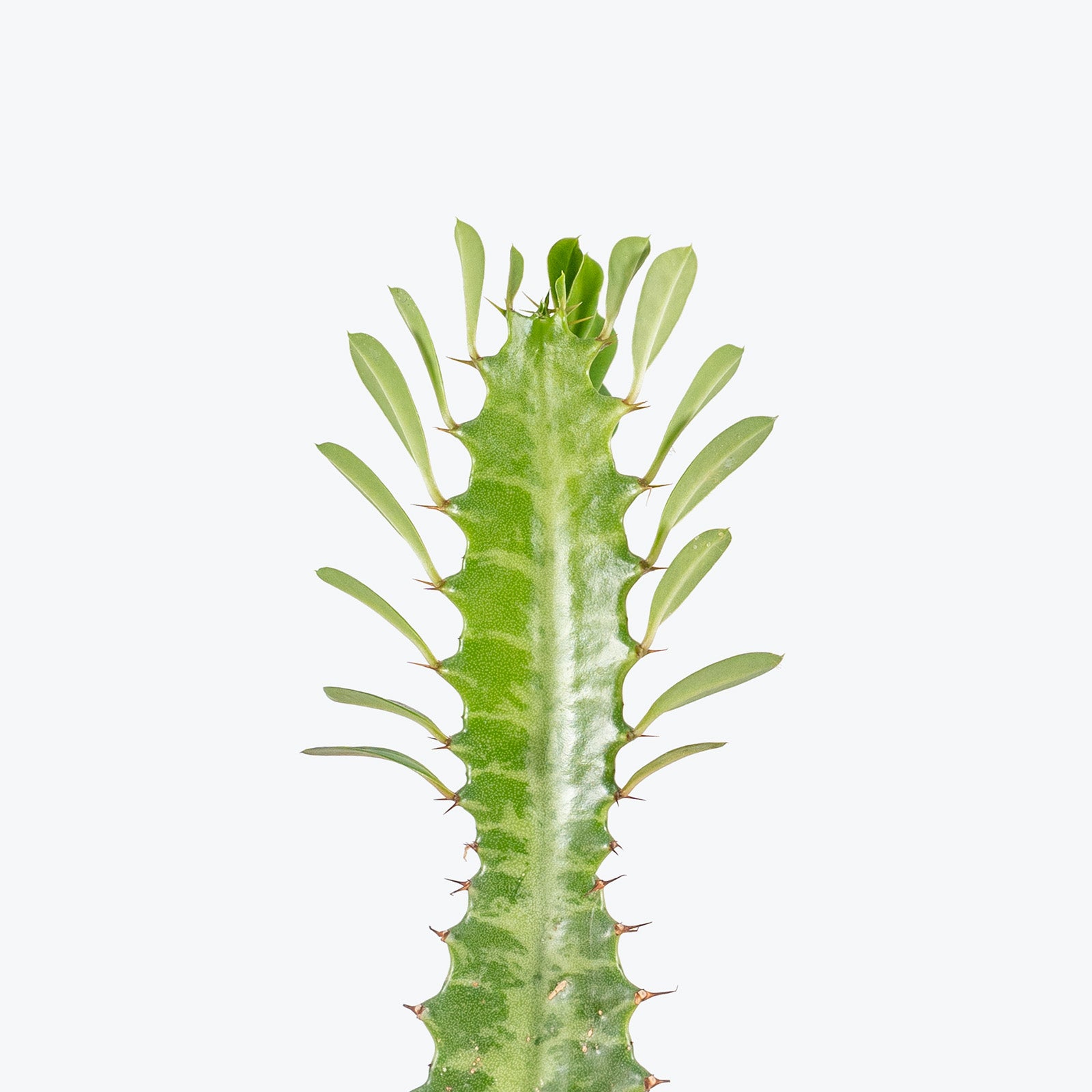 Euphorbia Trigona | Care Guide and Pro Tips - Delivery from Toronto across Canada - JOMO Studio