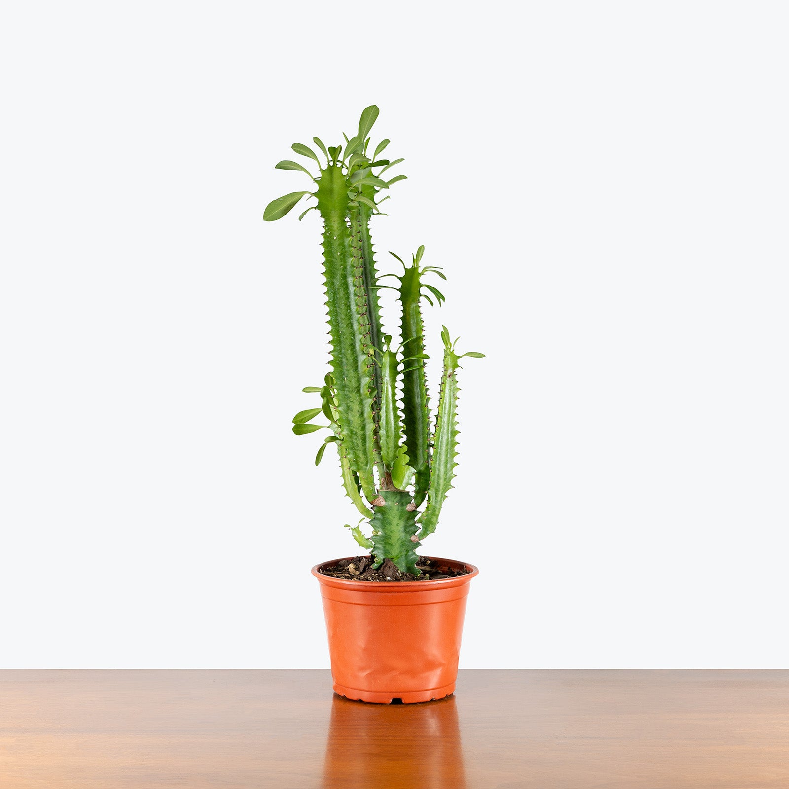 Euphorbia Trigona | Care Guide and Pro Tips - Delivery from Toronto across Canada - JOMO Studio