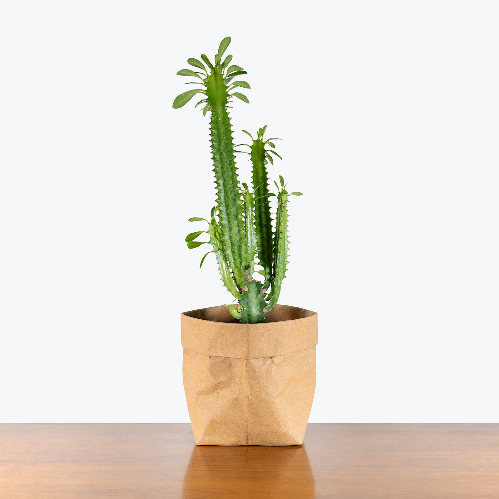 Euphorbia Trigona | Care Guide and Pro Tips - Delivery from Toronto across Canada - JOMO Studio