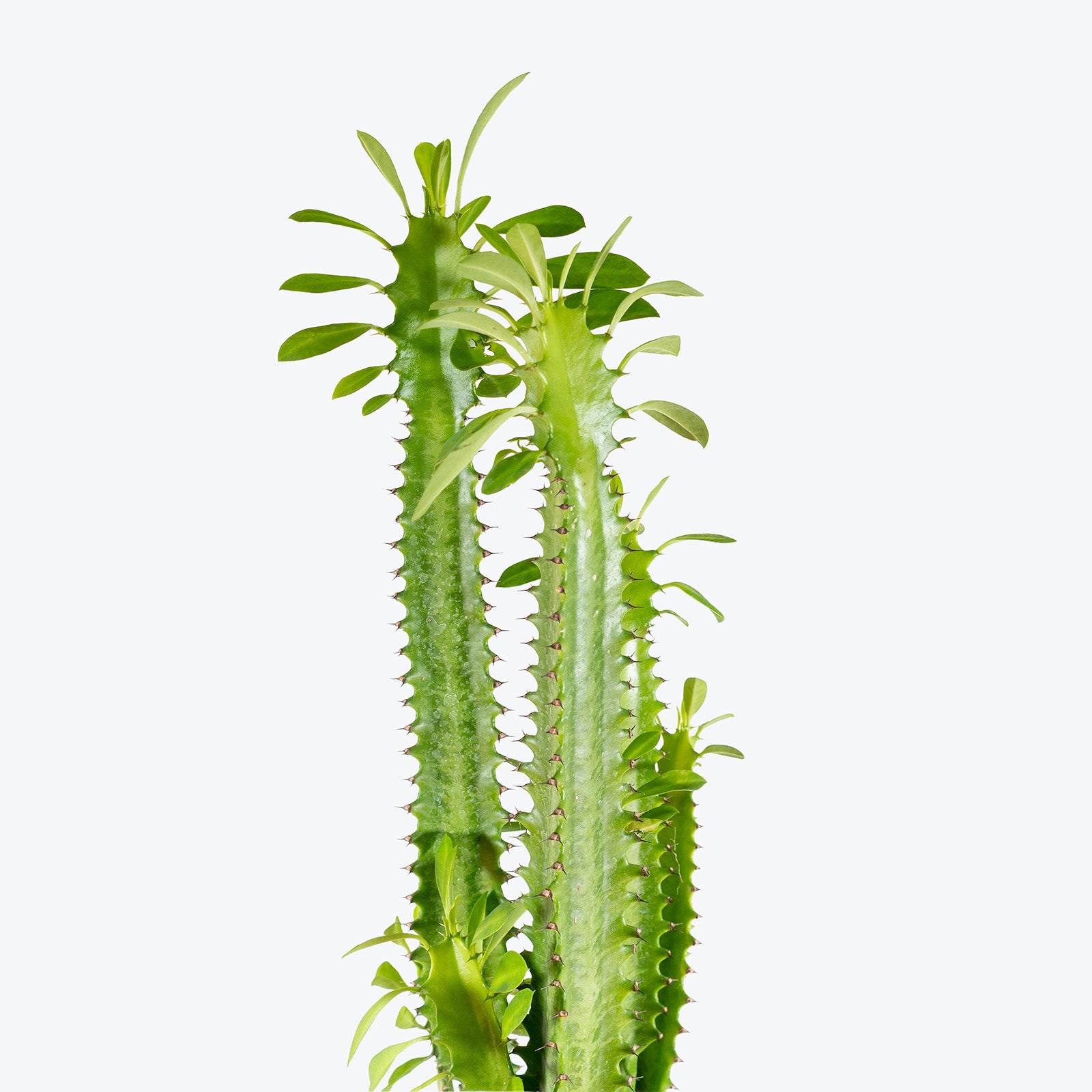 Euphorbia Trigona | Care Guide and Pro Tips - Delivery from Toronto across Canada - JOMO Studio