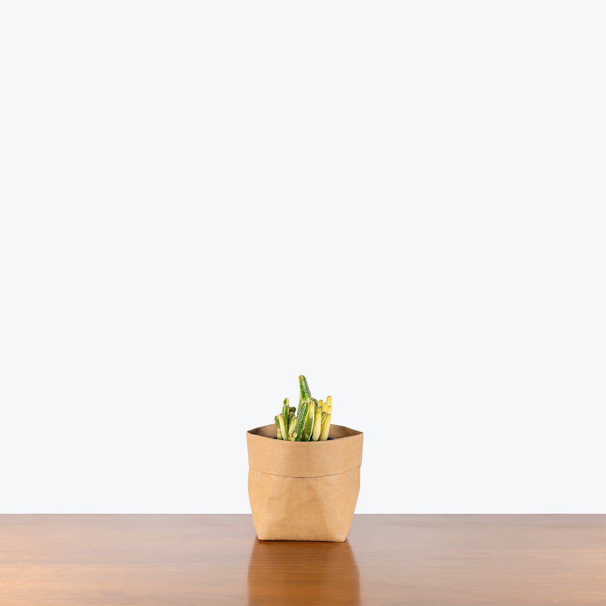 Fairy Castle Cactus Variegated | Care Guide and Pro Tips - Delivery from Toronto across Canada - JOMO Studio