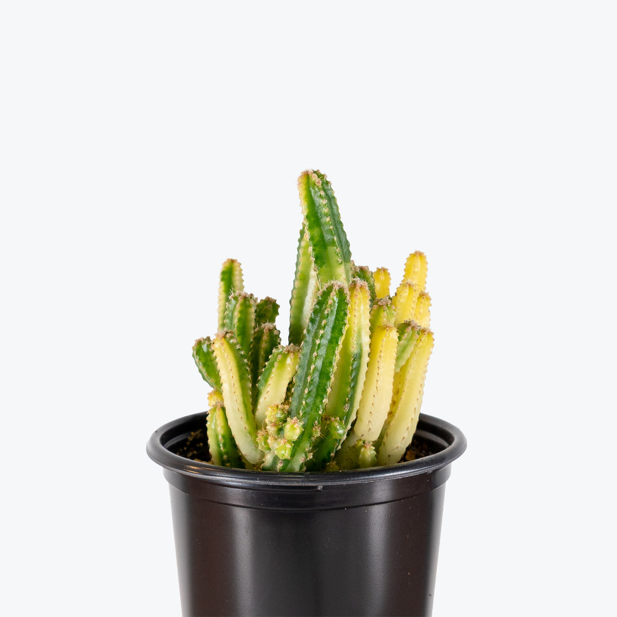 Fairy Castle Cactus Variegated | Care Guide and Pro Tips - Delivery from Toronto across Canada - JOMO Studio