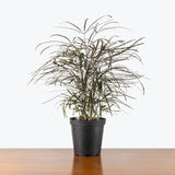 False Aralia — 6" Pot