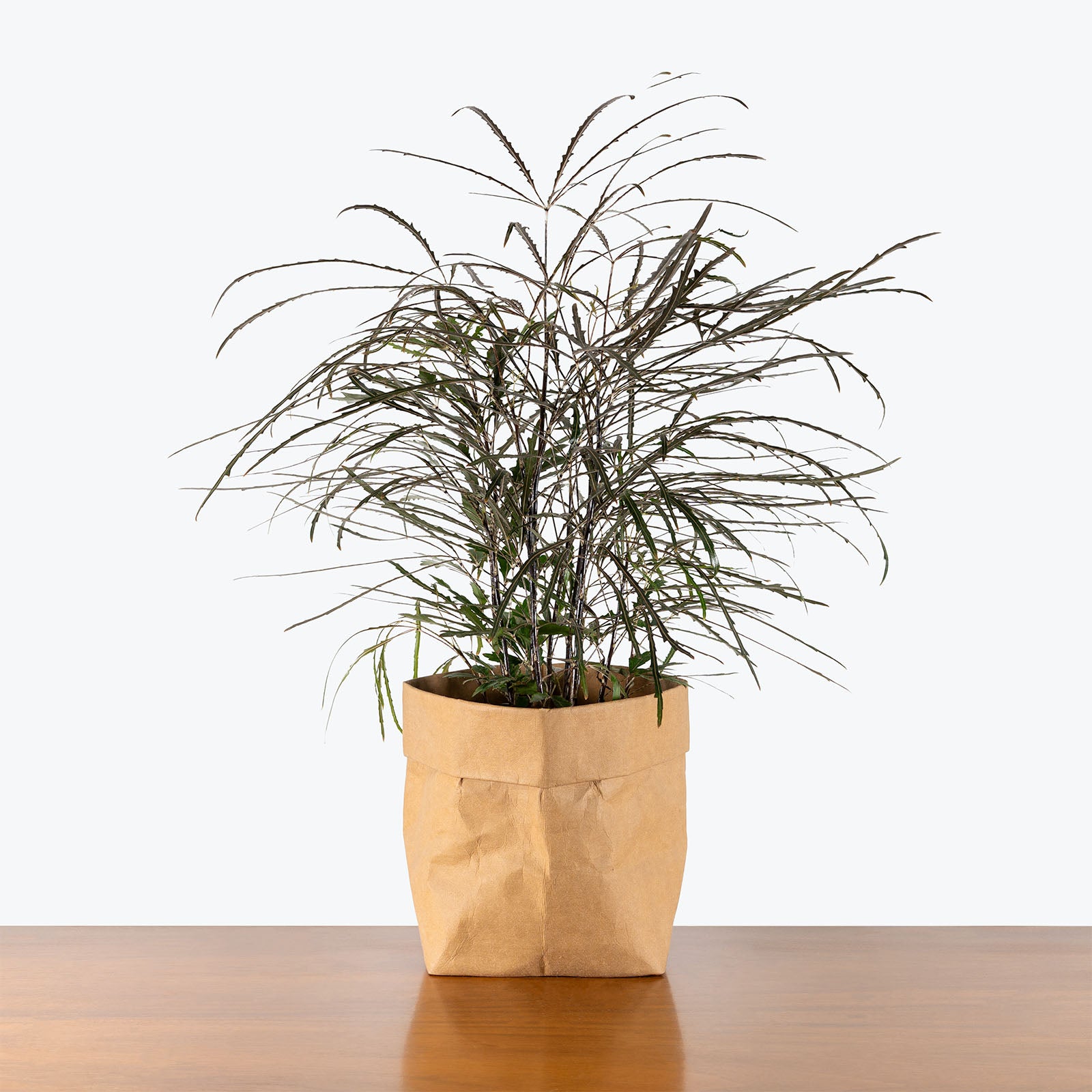 False Aralia | Air Purifying Easy Care Houseplants for Delivery | Care Guide and Pro Tips