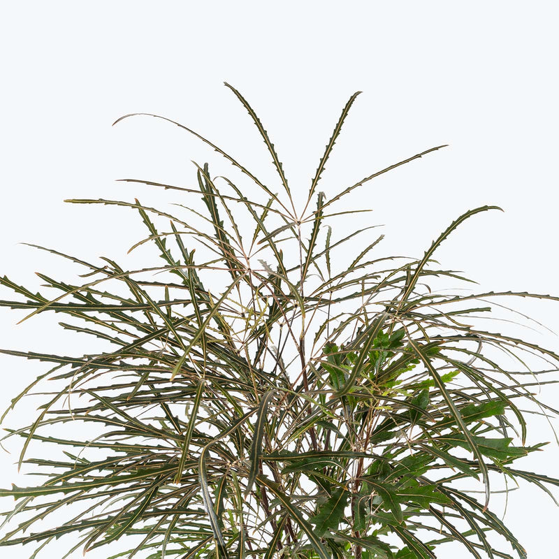 False Aralia | Air Purifying Easy Care Houseplants for Delivery | Care Guide and Pro Tips