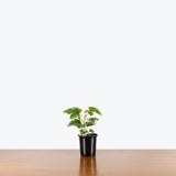 Fatshedera Variegated Pia — 4" Pot (larger than picture)