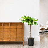 Ficus Altissima Yellow Gem — 10" Pot - Tree (3'-4' Tall)
