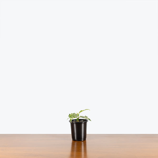 Ficus Aspera Variegata | Care Guide and Pro Tips - Delivery from Toronto  across Canada