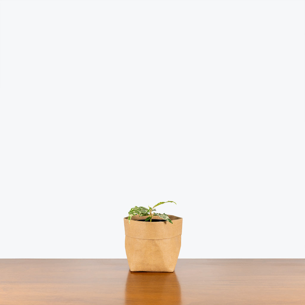 Ficus Aspera Variegata | Care Guide and Pro Tips - Delivery from Toronto  across Canada
