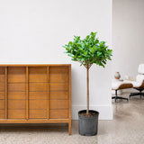 Ficus Moclame — 10" Pot - Tree (4'-5' Tall)