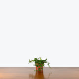 Ficus Pumila — 4” Pot