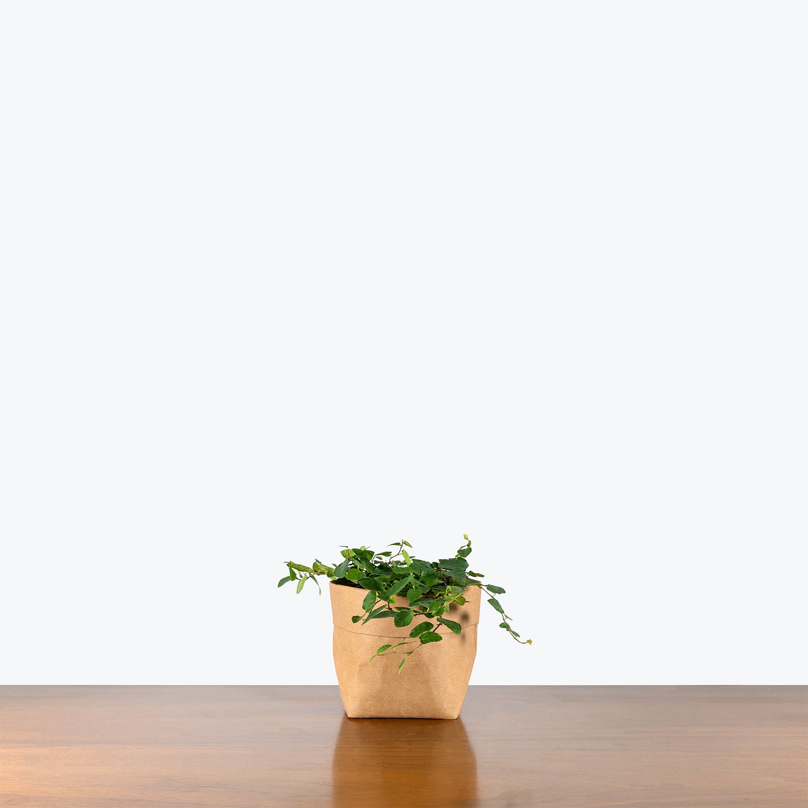 Ficus Pumila | Ficus Repens | Creeping Fig | Care Guide and Pro Tips - Delivery from Toronto across Canada - JOMO Studio