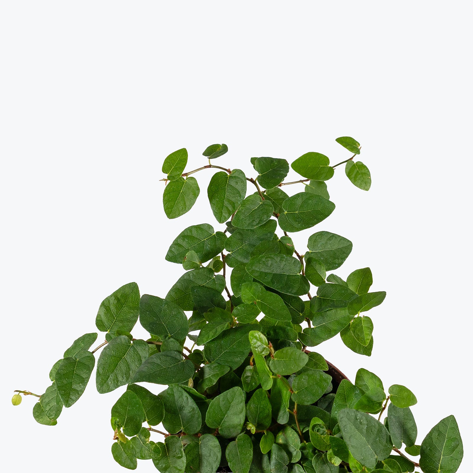 Ficus Pumila | Ficus Repens | Creeping Fig | Care Guide and Pro Tips - Delivery from Toronto across Canada - JOMO Studio