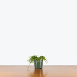 Ficus Pumila Quercifolia — 4” Pot (smaller than picture)