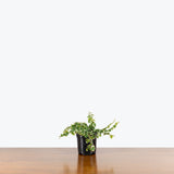 Ficus Pumila Variegata — 4” Pot (smaller than picture)