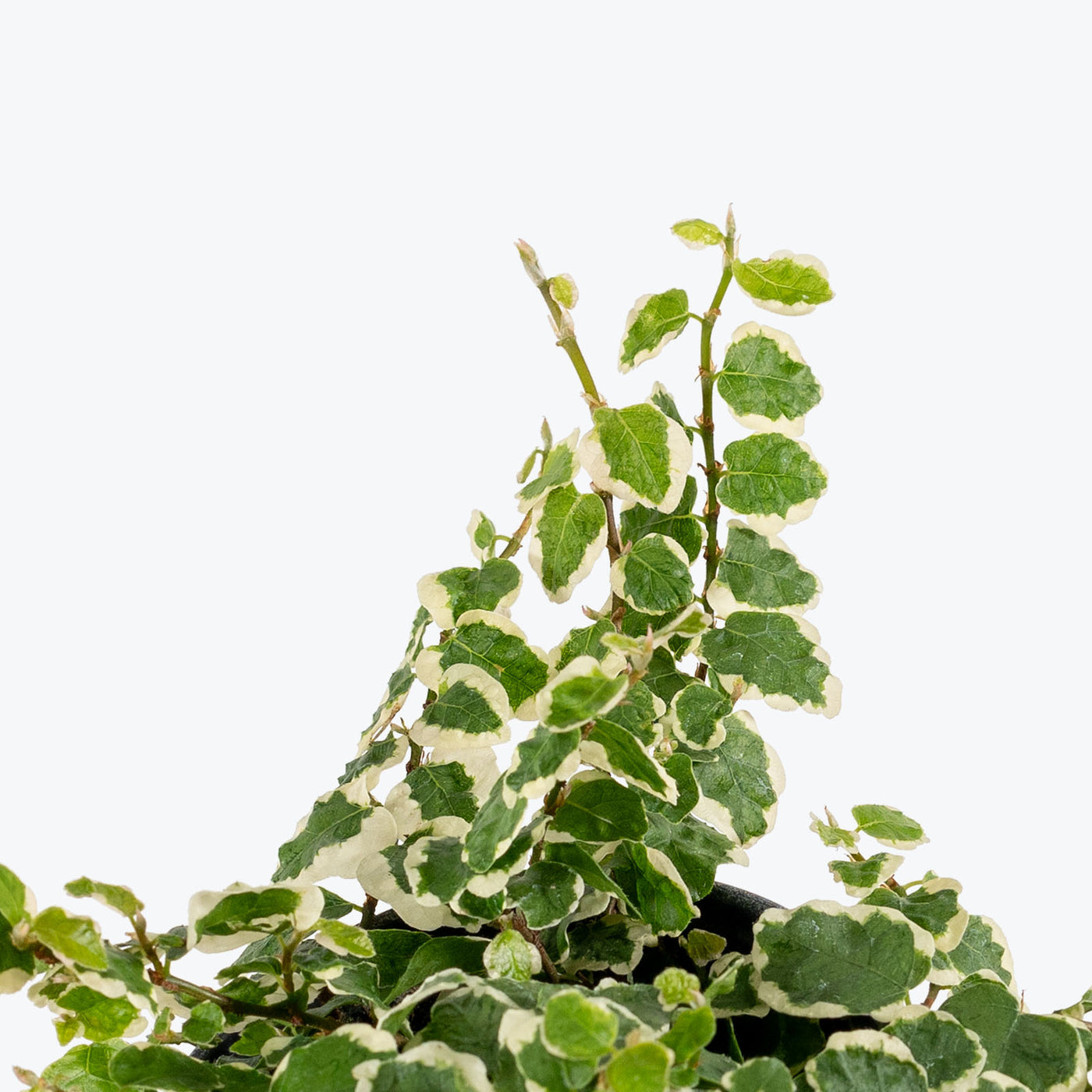 New Arrival House Plants House Plant Delivery Toronto JOMO Studio