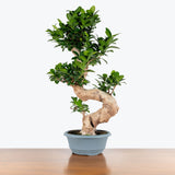 Ficus Retusa Bonsai — 8" Pot