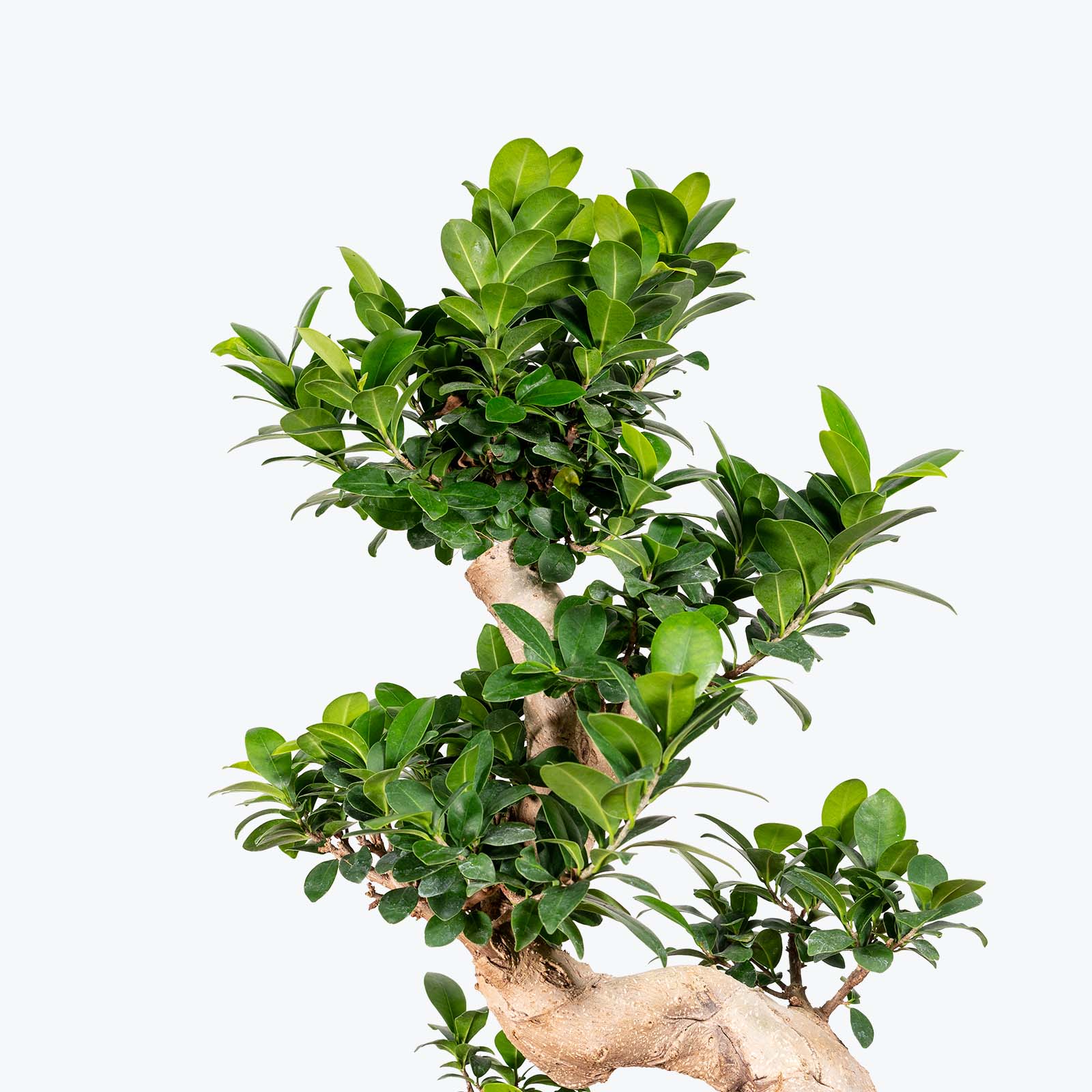 Ficus Retusa Bonsai - House Plants Delivery Toronto - JOMO Studio