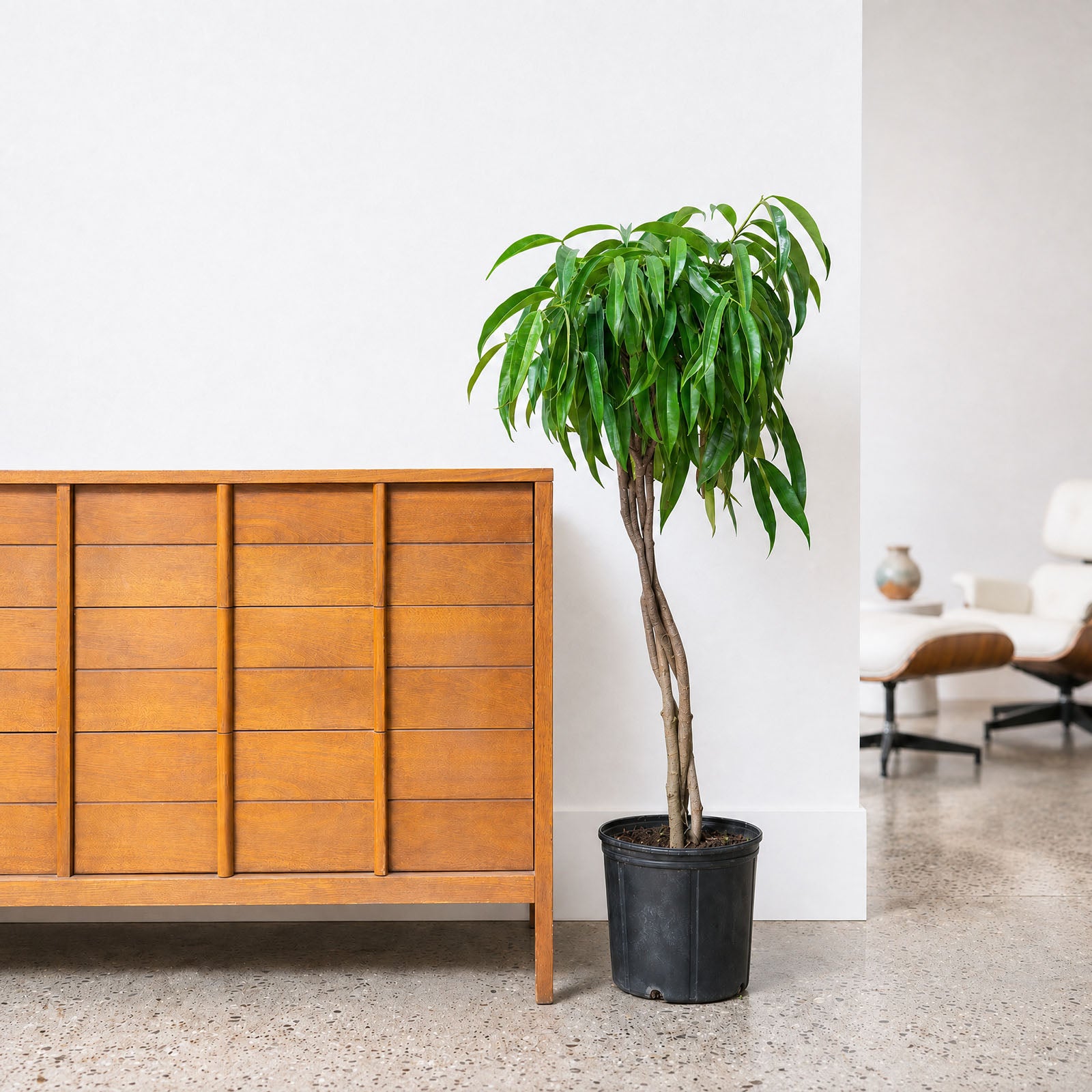 Ficus Alii | The King of Ficus | Care Guide and Pro Tips - Delivery from Toronto across Canada - JOMO Studio
