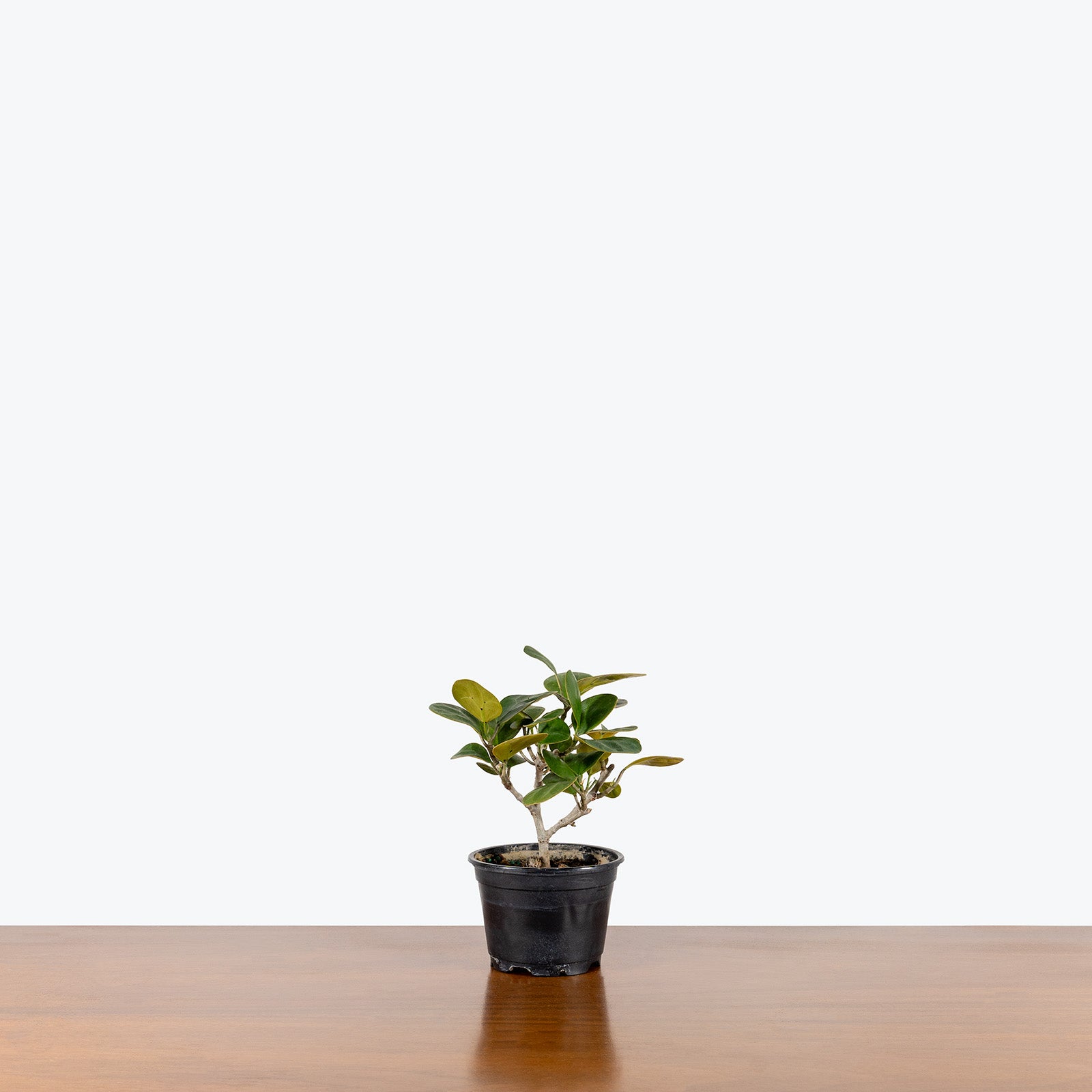 Ficus Diversifolia | Care Guide and Pro Tips - Delivery from Toronto across Canada - JOMO Studio