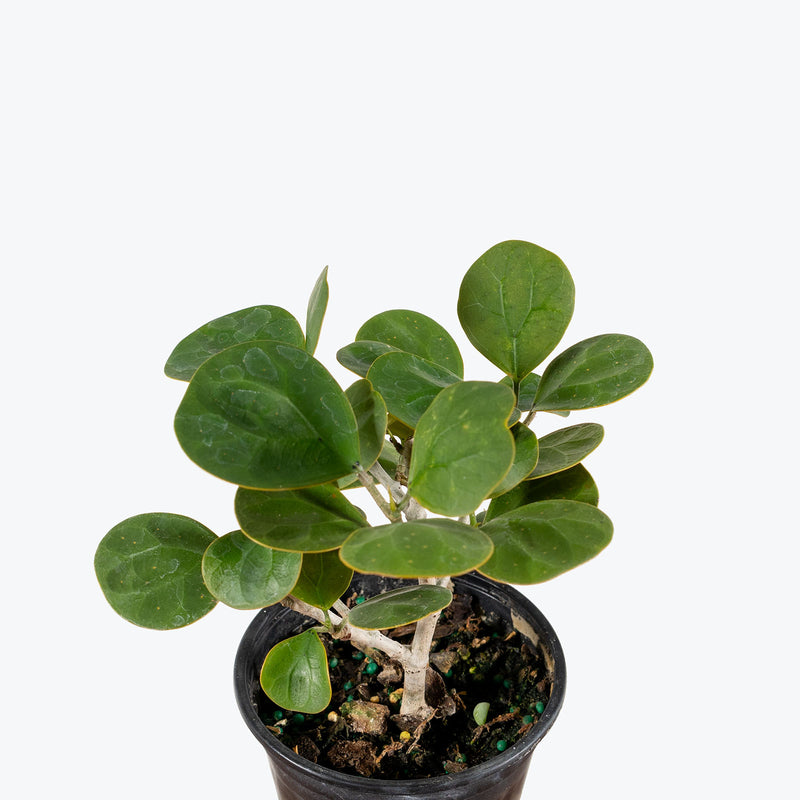 Ficus Diversifolia | Care Guide and Pro Tips - Delivery from Toronto across Canada - JOMO Studio