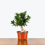 Ficus Ginseng Bonsai — 8" Pot