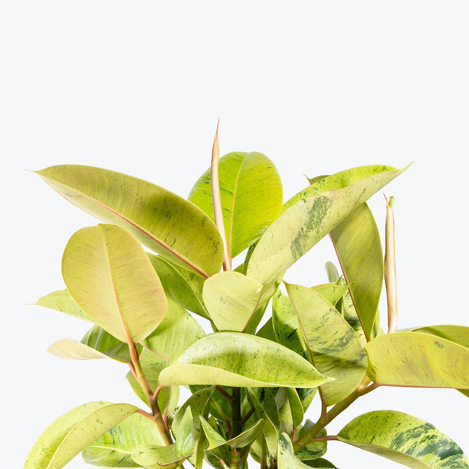 Ficus Shivereana Moonshine | Care Guide and Pro Tips - Delivery from Toronto across Canada - JOMO Studio