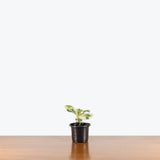 Fiddle Leaf Fig Variegated — 4" Pot (some blemishes expected)