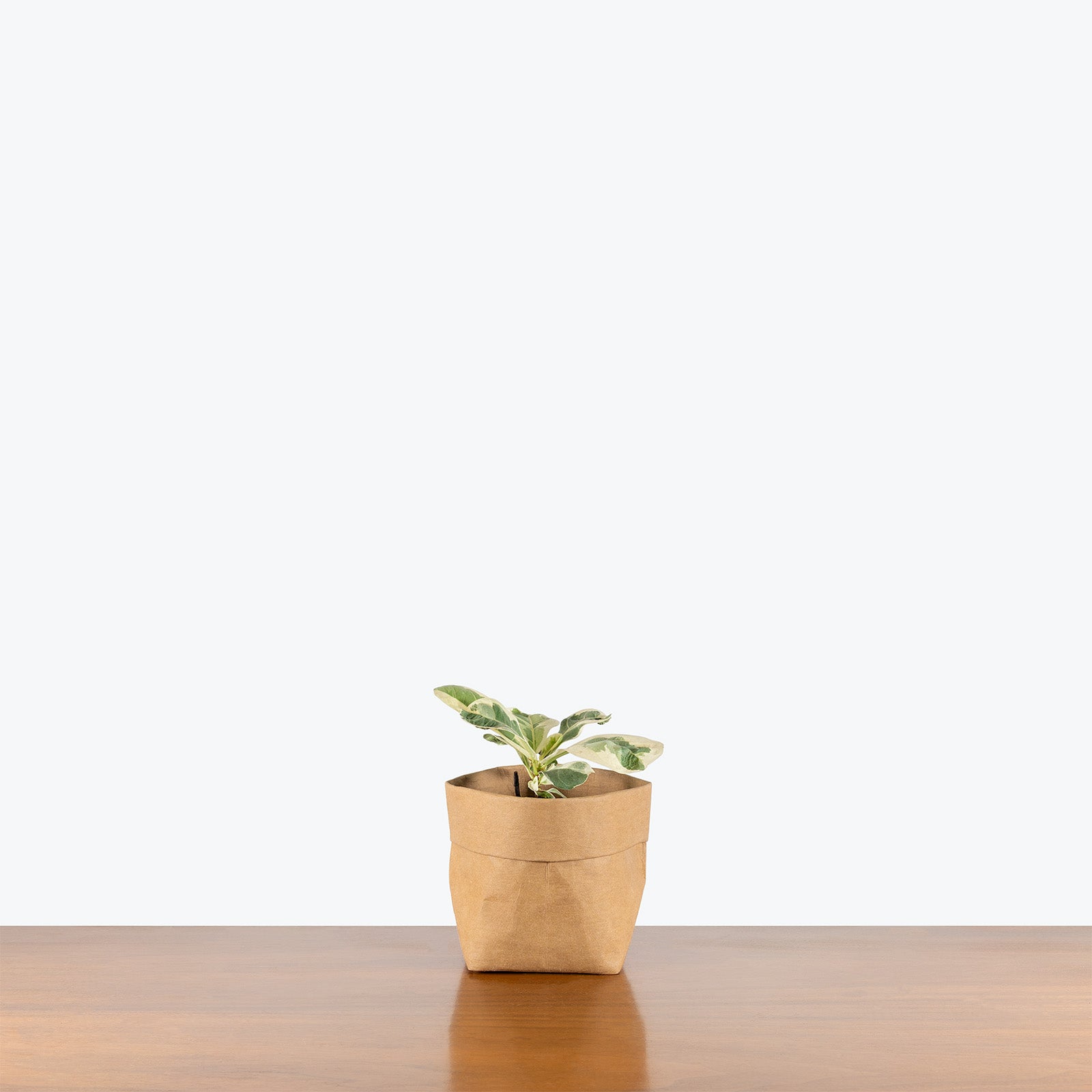 Fiddle Leaf Fig Variegated | Trending Air Purifying Indoor Houseplant for Delivery | Care Guide and Pro Tips