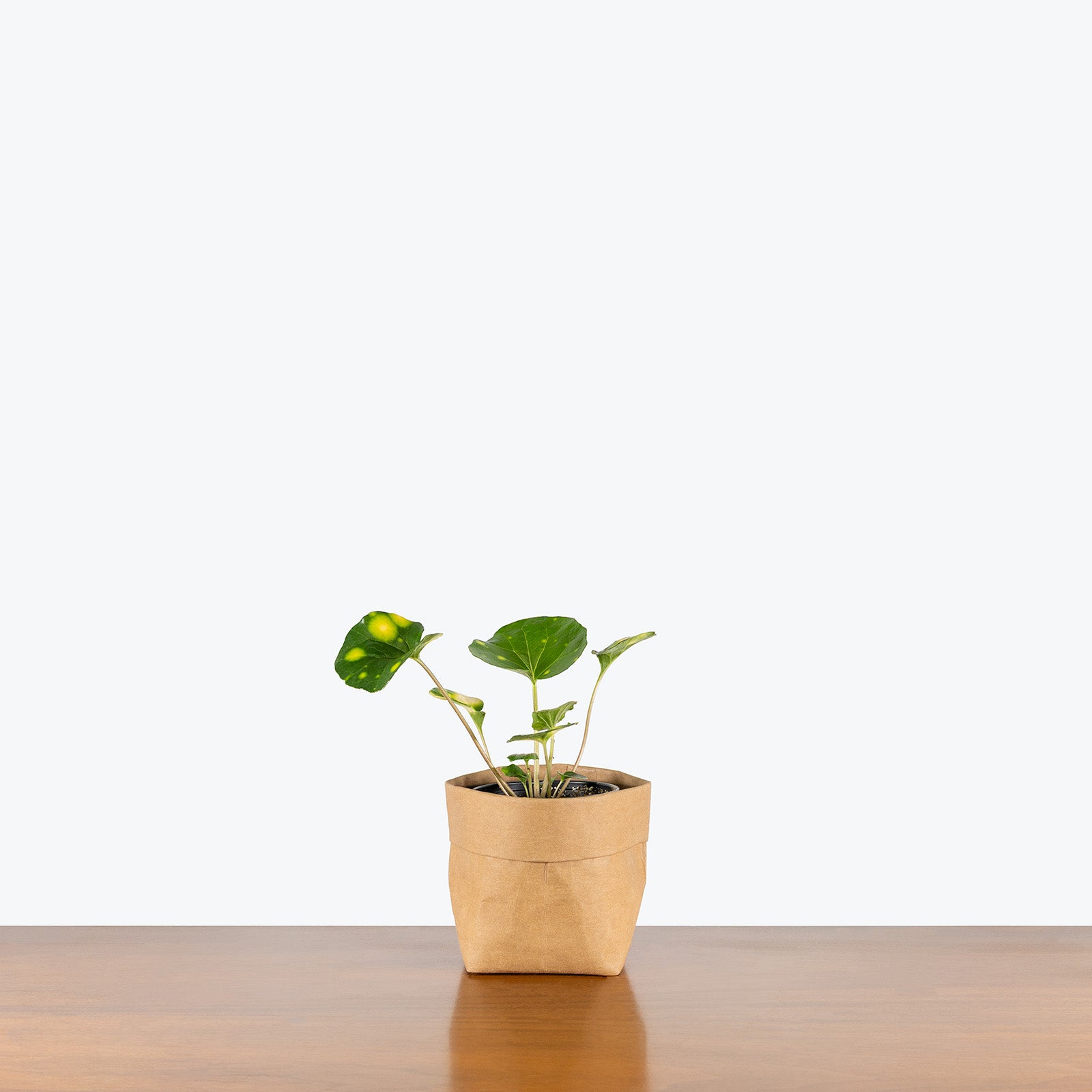 Firefly Leopard Plant | Care Guide and Pro Tips - Delivery from Toronto across Canada - JOMO Studio