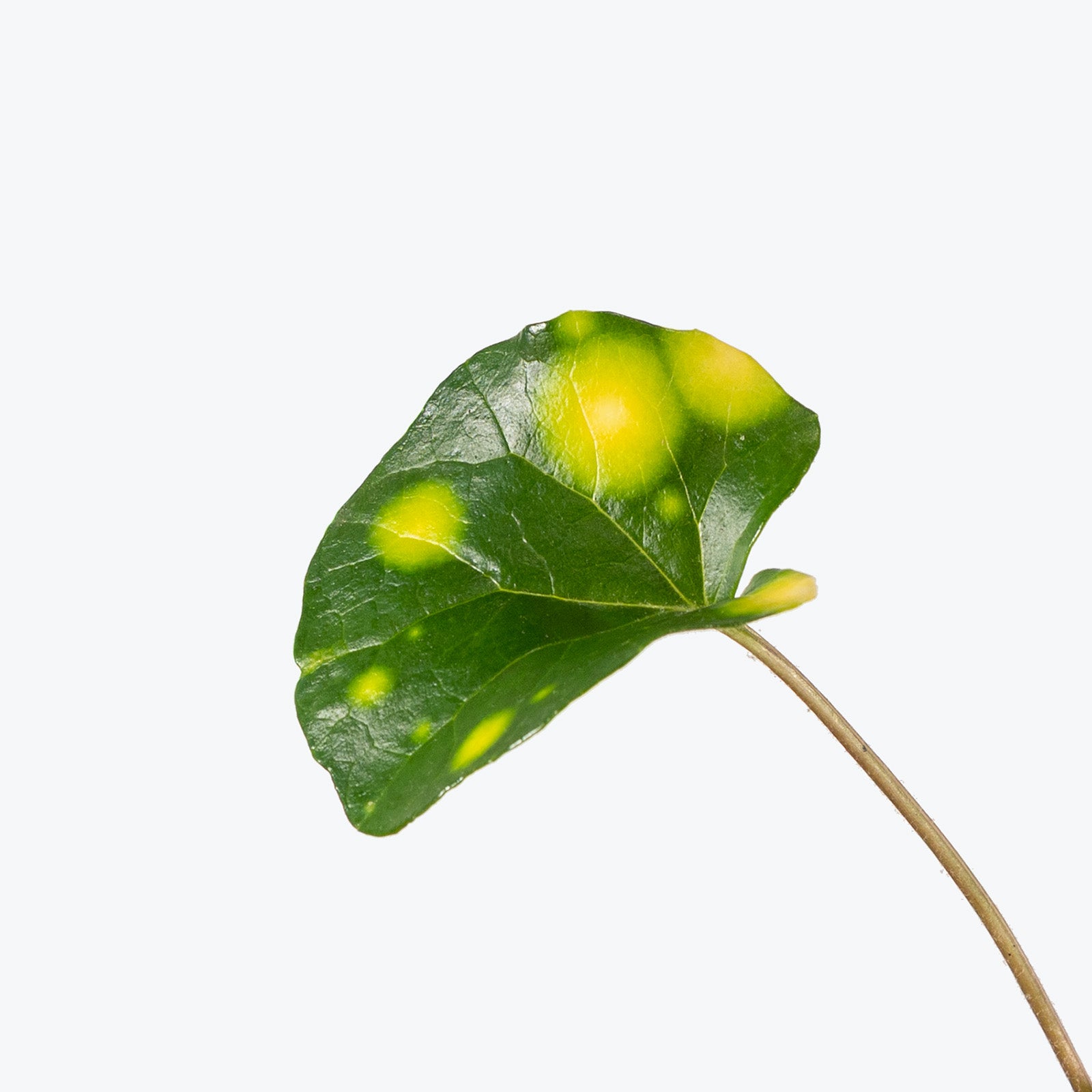 Firefly Leopard Plant | Care Guide and Pro Tips - Delivery from Toronto across Canada - JOMO Studio