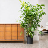 Fishtail Palm — 10" Pot (5'-6' Tall)