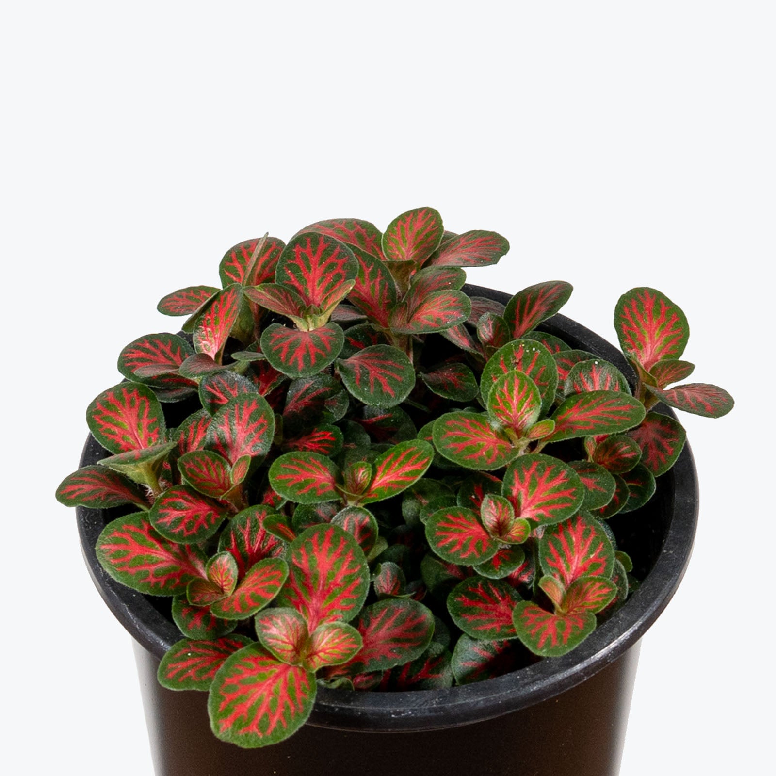 Fittonia Flammule | Care Guide and Pro Tips - Delivery from Toronto across Canada - JOMO Studio