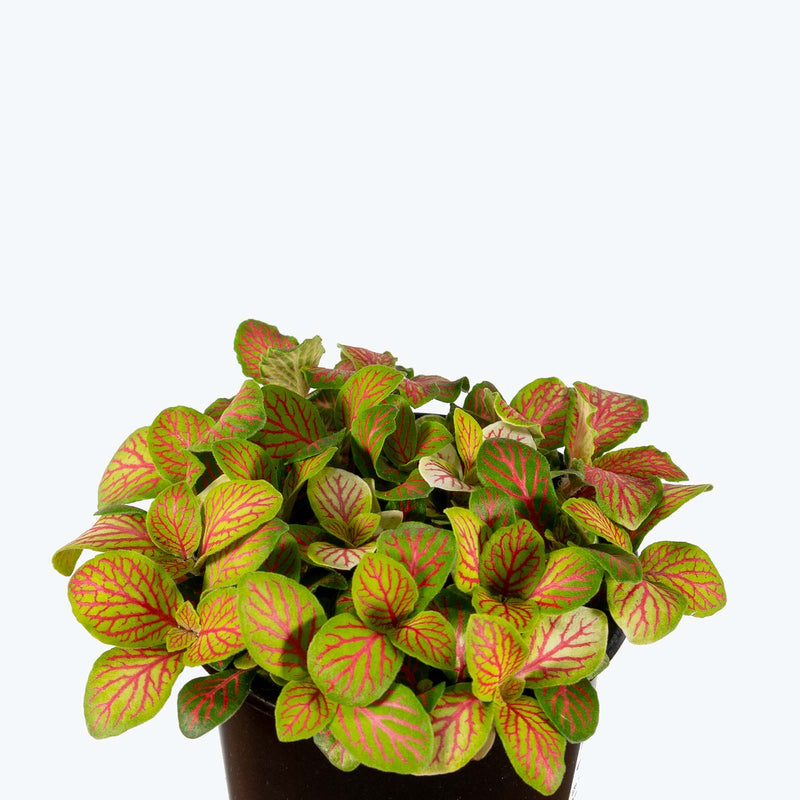 Fittonia Forest | Care Guide and Pro Tips - Delivery from Toronto across Canada - JOMO Studio