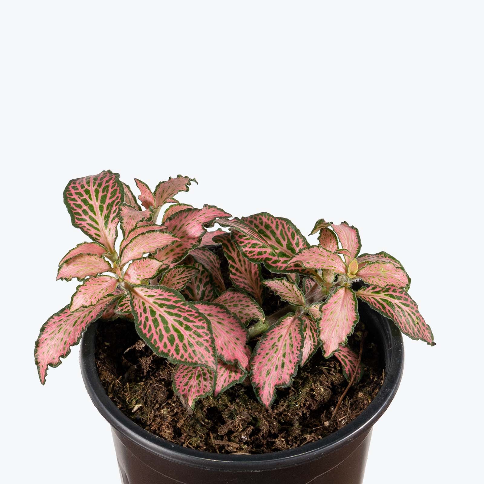 Fittonia Pink Forest Flame | Care Guide and Pro Tips - Delivery from Toronto across Canada - JOMO Studio