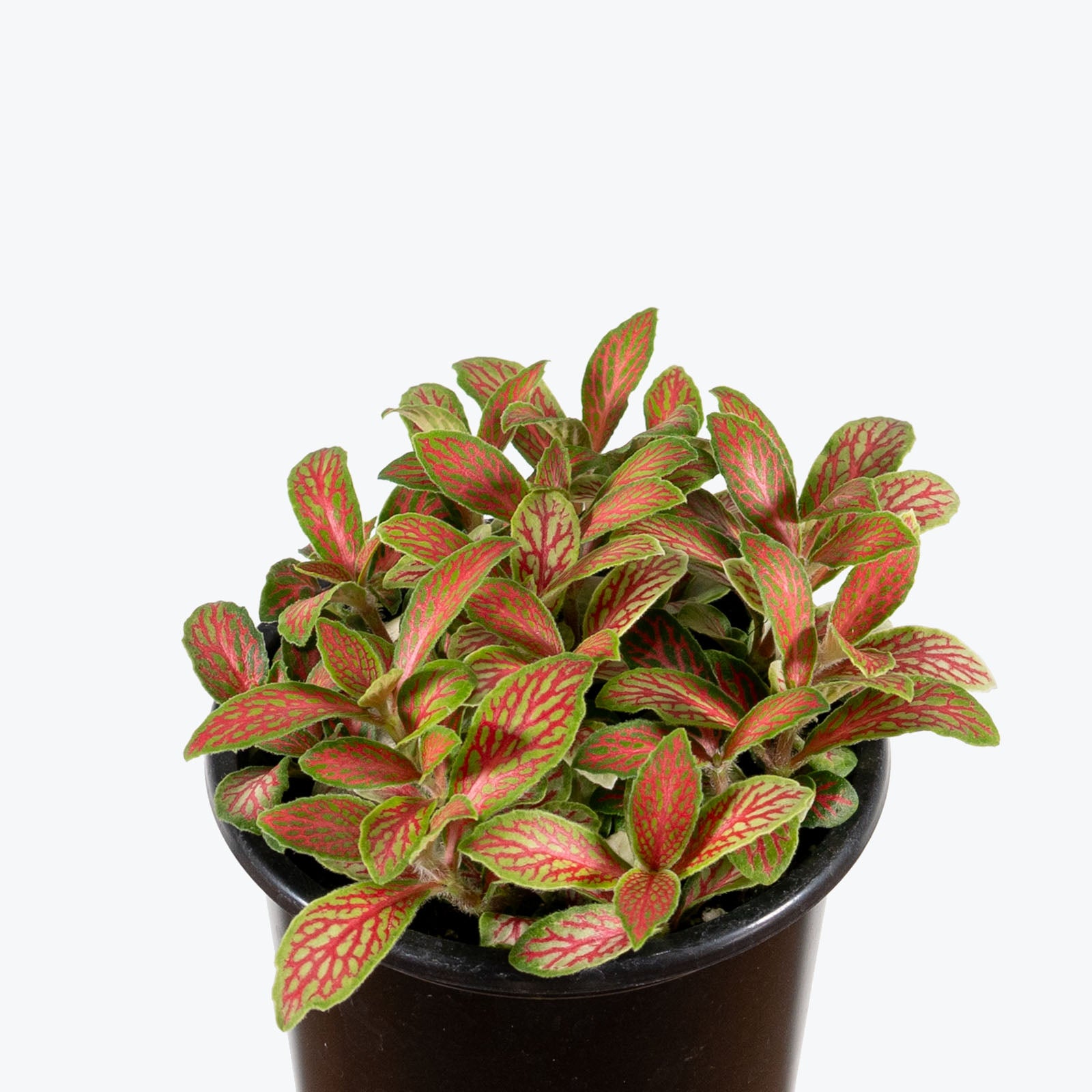 Fittonia Skeleton | Care Guide and Pro Tips - Delivery from Toronto across Canada - JOMO Studio