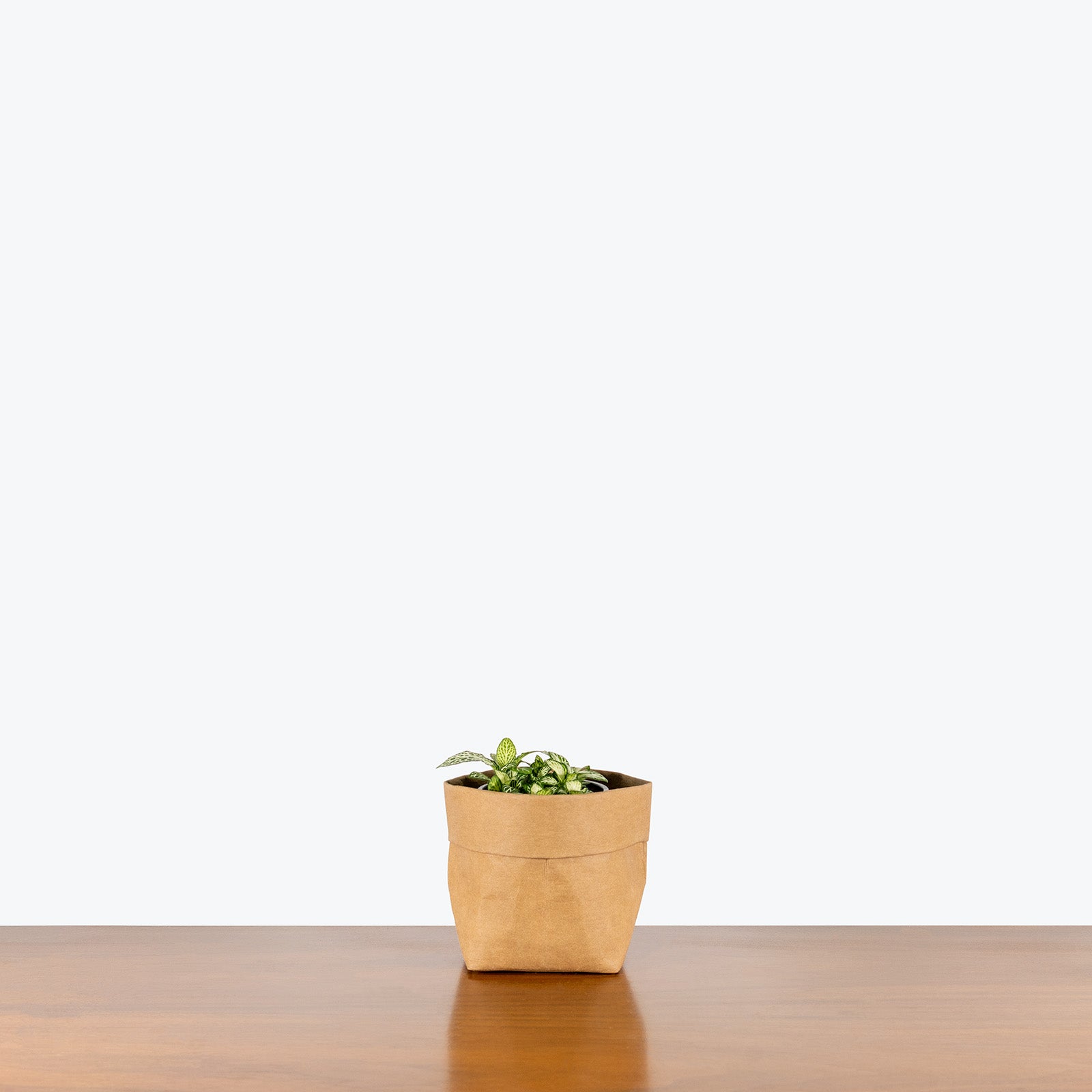 Fittonia White Anne | Care Guide and Pro Tips - Delivery from Toronto across Canada - JOMO Studio