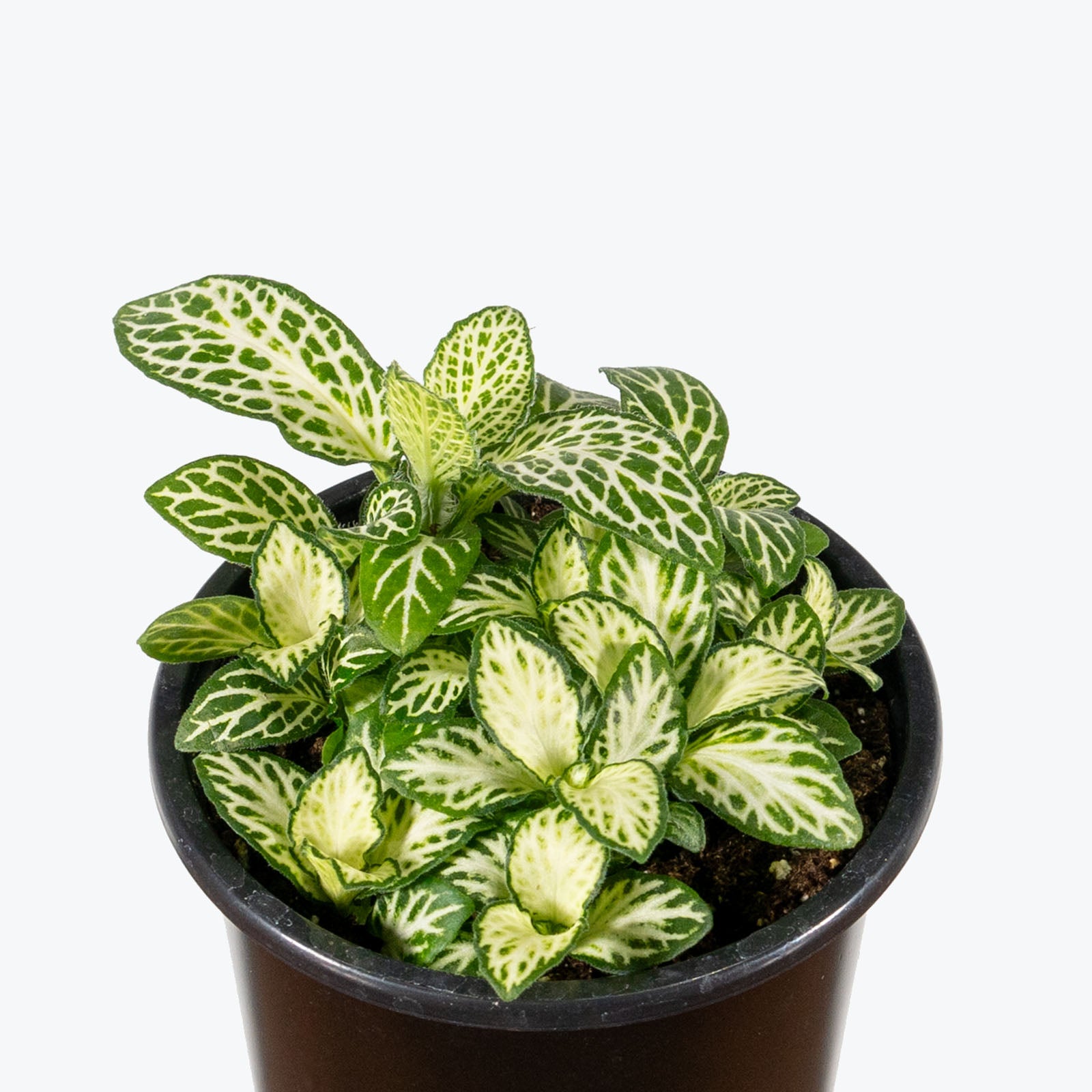 Fittonia White Anne | Care Guide and Pro Tips - Delivery from Toronto across Canada - JOMO Studio