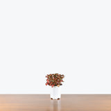 Fittonia Flaming Red — 4" Pot