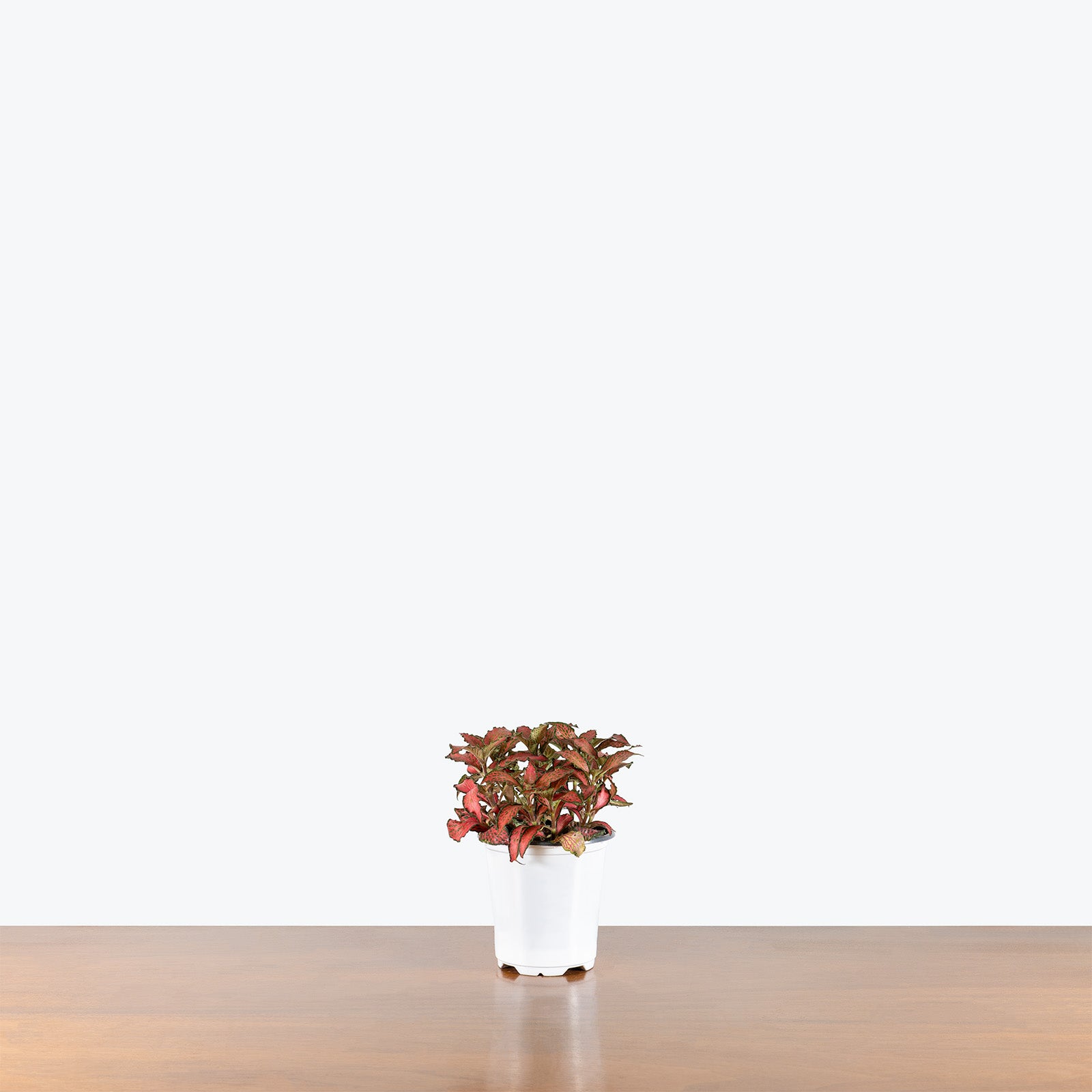 Fittonia Flaming Red | Care Guide and Pro Tips - Delivery from Toronto across Canada - JOMO Studio
