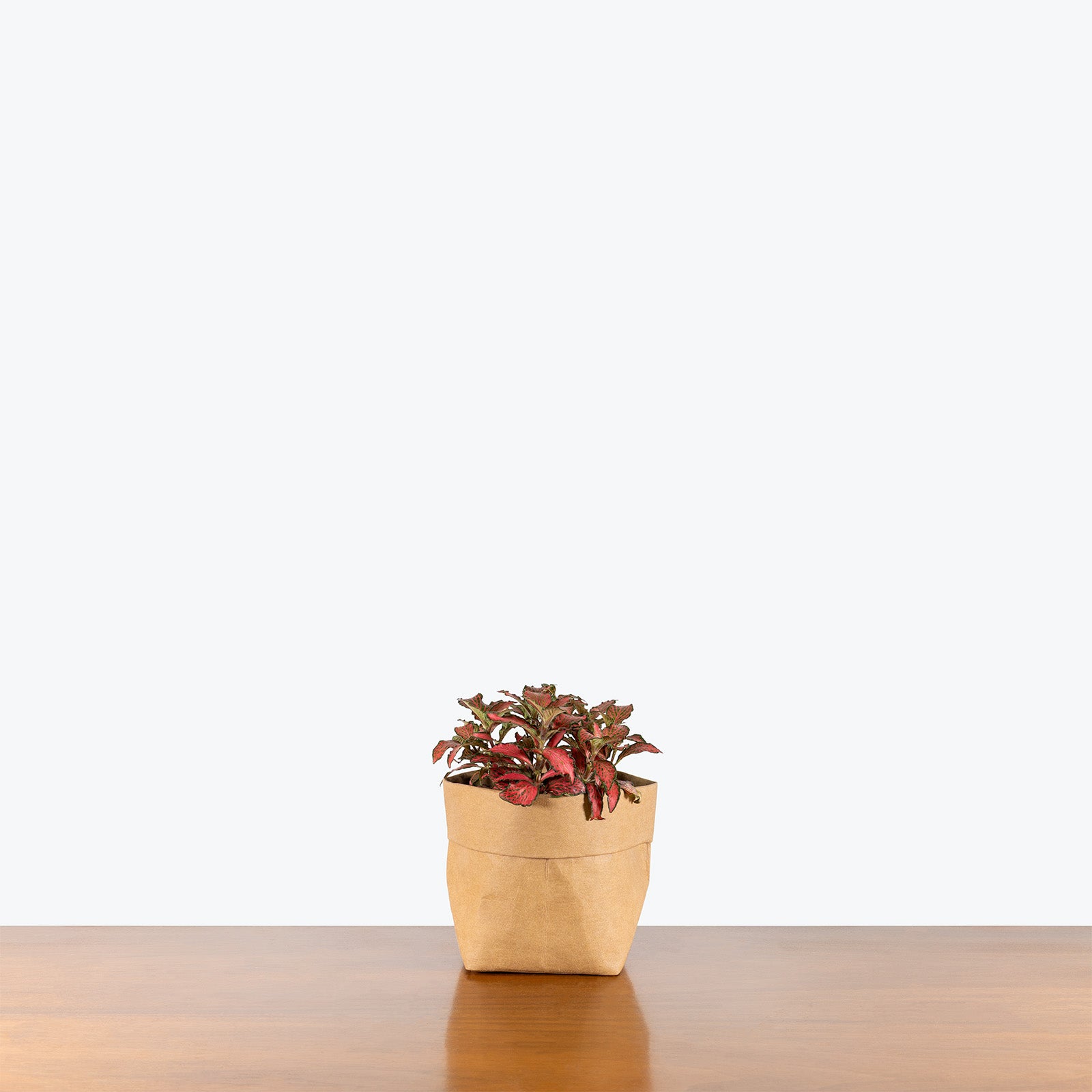 Fittonia Flaming Red | Care Guide and Pro Tips - Delivery from Toronto across Canada - JOMO Studio