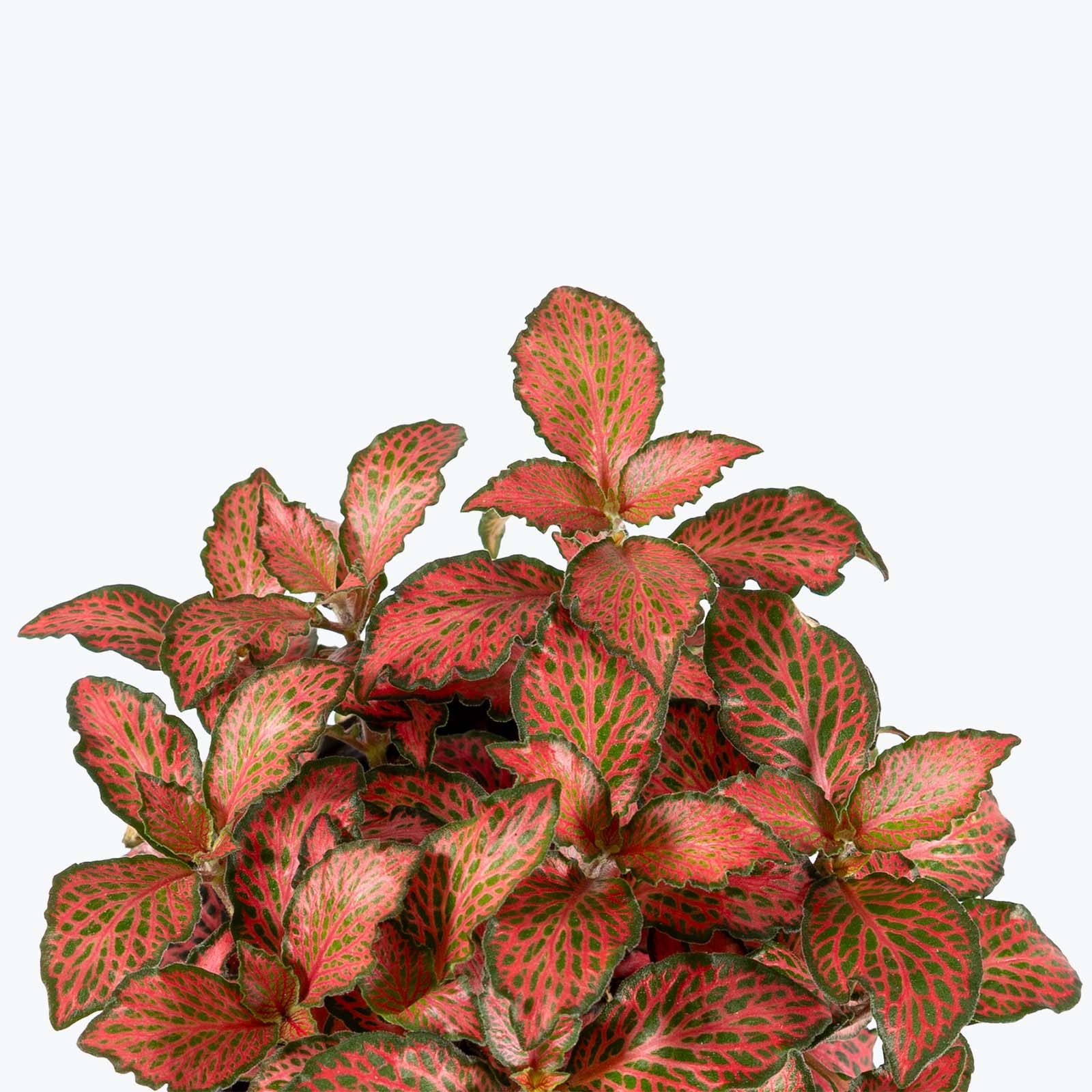 Fittonia Flaming Red | Care Guide and Pro Tips - Delivery from Toronto across Canada - JOMO Studio