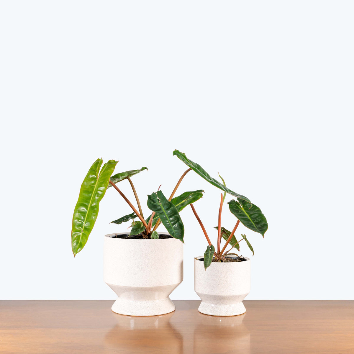 Flared Ceramic Planter - House Plants Delivery Toronto - JOMO Studio