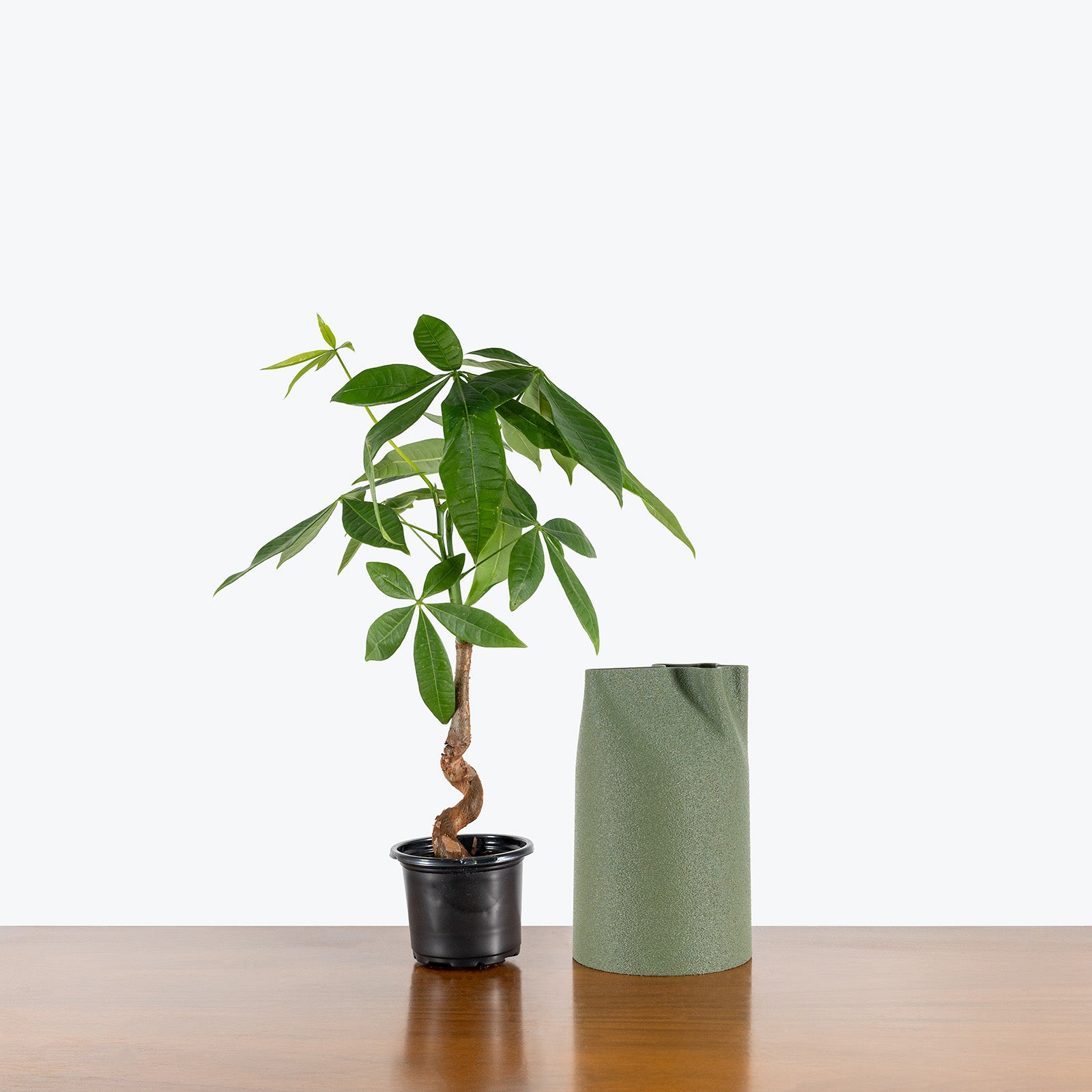 Flow Watering Can - House Plants Delivery Toronto - JOMO Studio