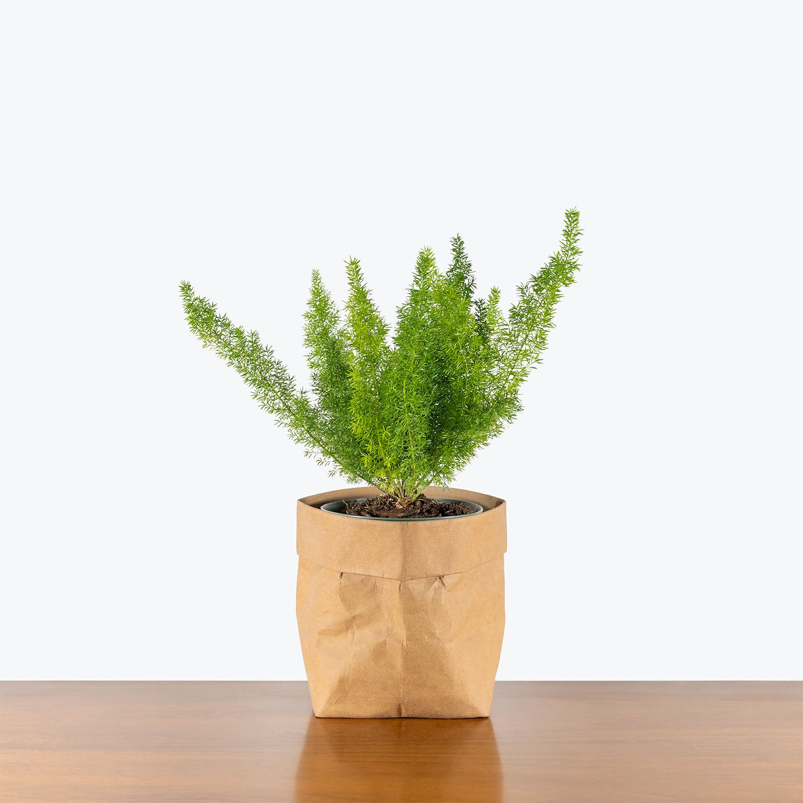 Foxtail Fern | Care Guide and Pro Tips - Delivery from Toronto across Canada - JOMO Studio