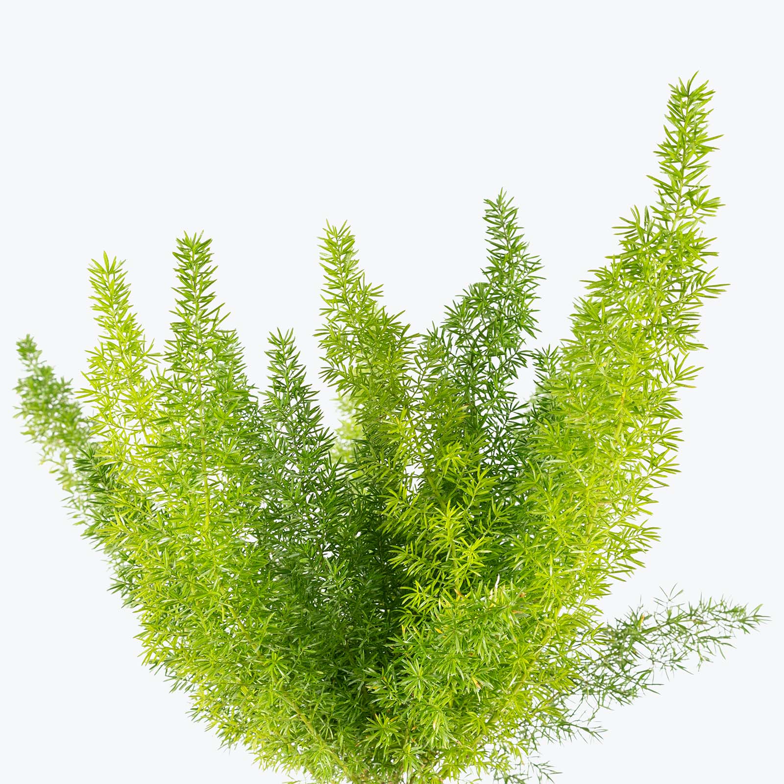 Foxtail Fern | Care Guide and Pro Tips - Delivery from Toronto across Canada - JOMO Studio