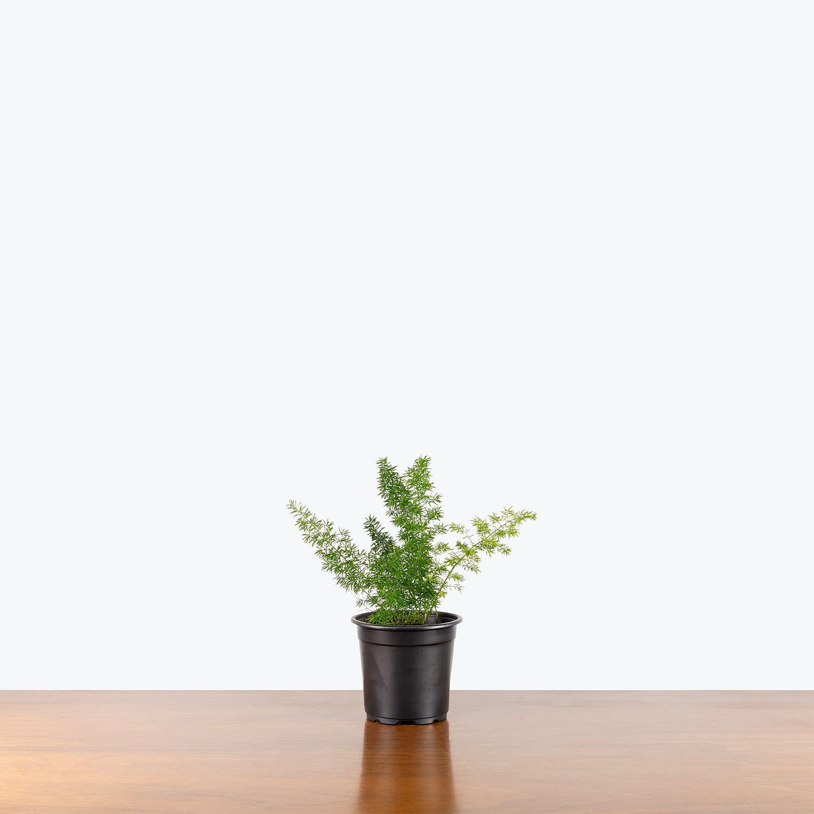 Foxtail Fern | Care Guide and Pro Tips - Delivery from Toronto across Canada - JOMO Studio
