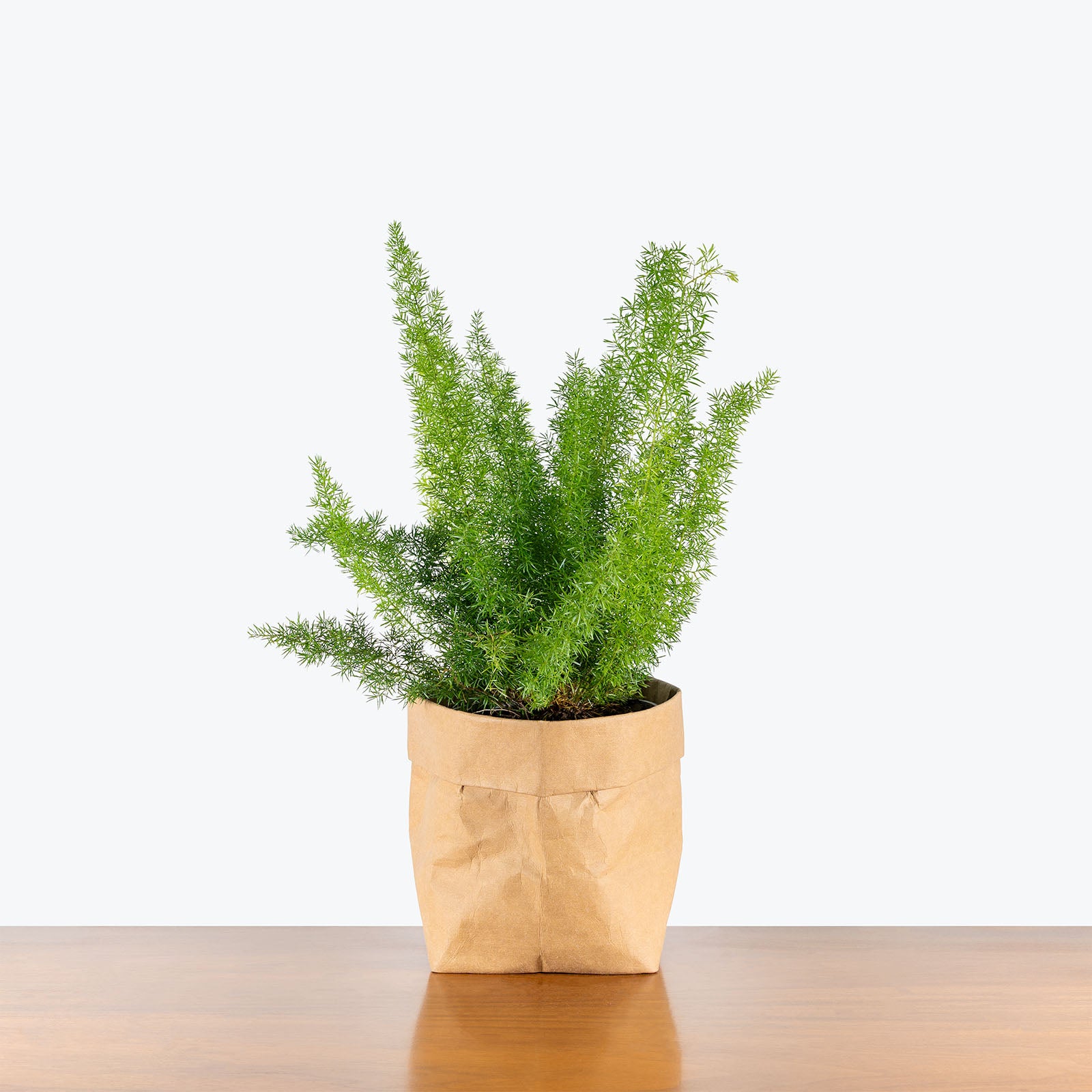 Foxtail Fern | Care Guide and Pro Tips - Delivery from Toronto across Canada - JOMO Studio