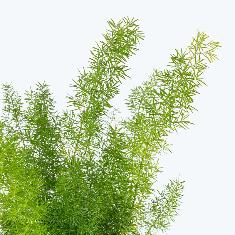 Foxtail Fern | Care Guide and Pro Tips - Delivery from Toronto across Canada - JOMO Studio